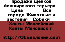 продажа щенков йокширского терьера › Цена ­ 25 000 - Все города Животные и растения » Собаки   . Ханты-Мансийский,Ханты-Мансийск г.